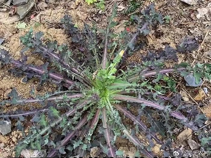 民间称“长寿菜”的苦苣菜，富含多种维生素和矿物质，药用价值高