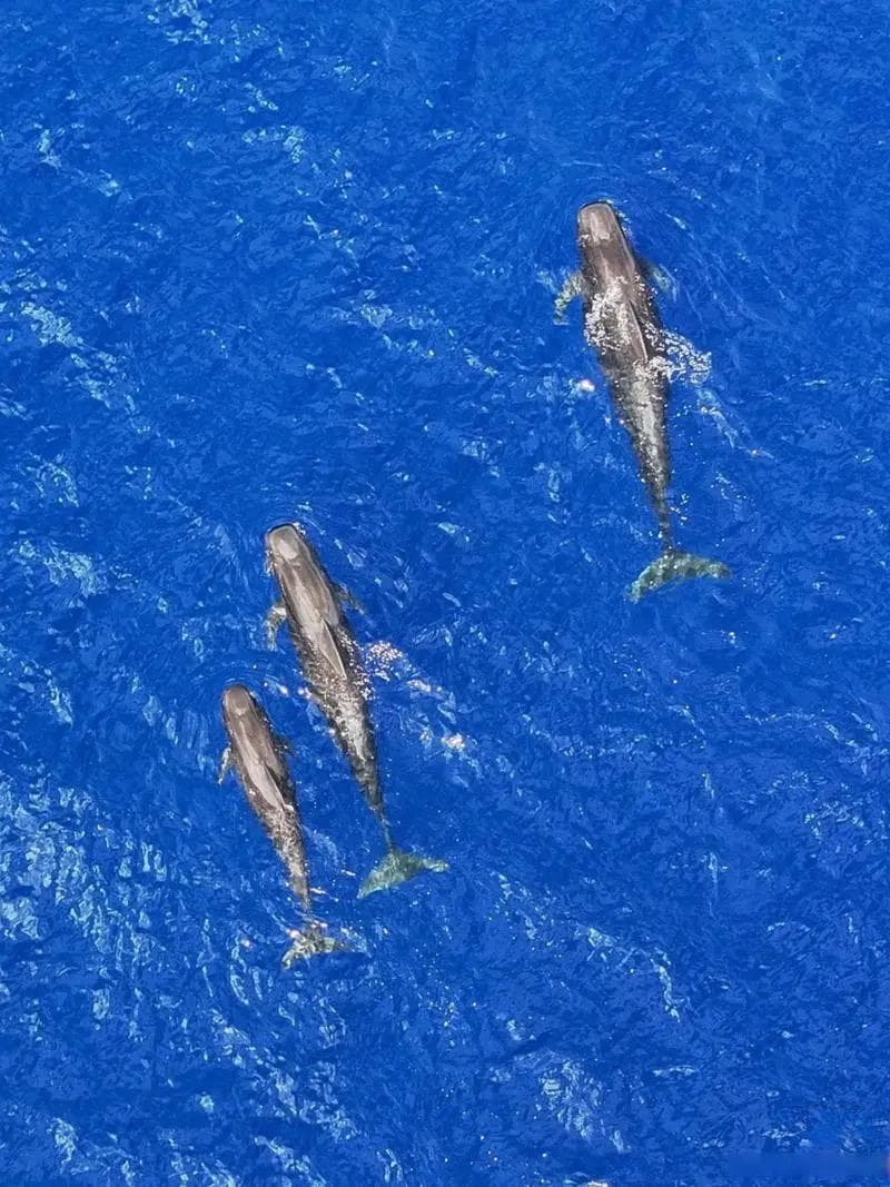 领航鲸——海洋中的智者