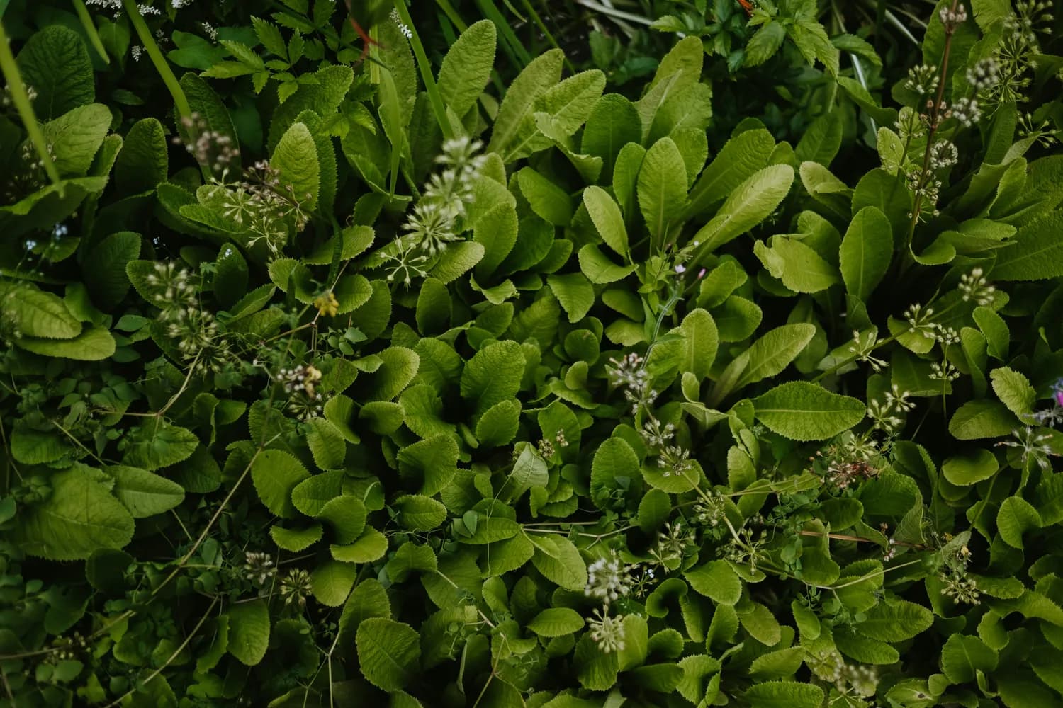 《本草纲目》认证：荔枝草的药用传奇