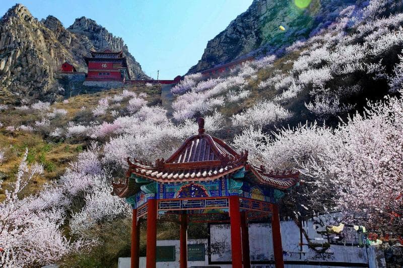 张家口市8大春季赏花踏青打卡地“超强攻略”