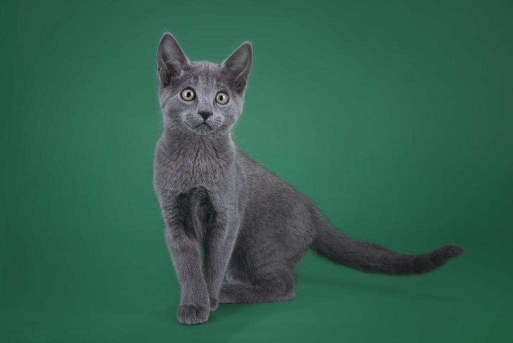 蓝猫：神秘而优雅的蓝色精灵