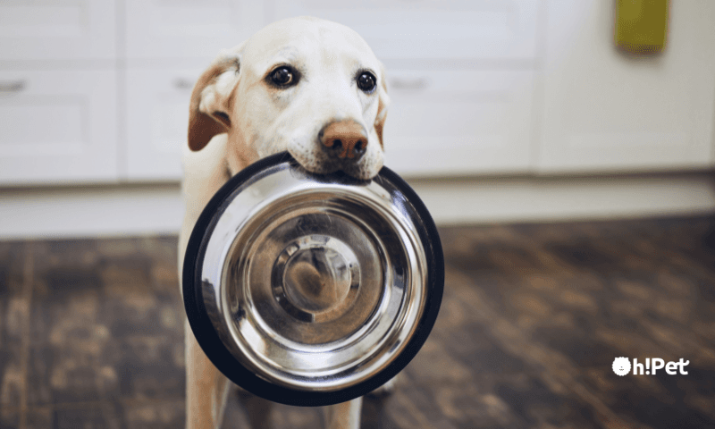 狗狗一天吃几餐？专业兽医解析幼犬、成犬与老犬的最佳喂食指南