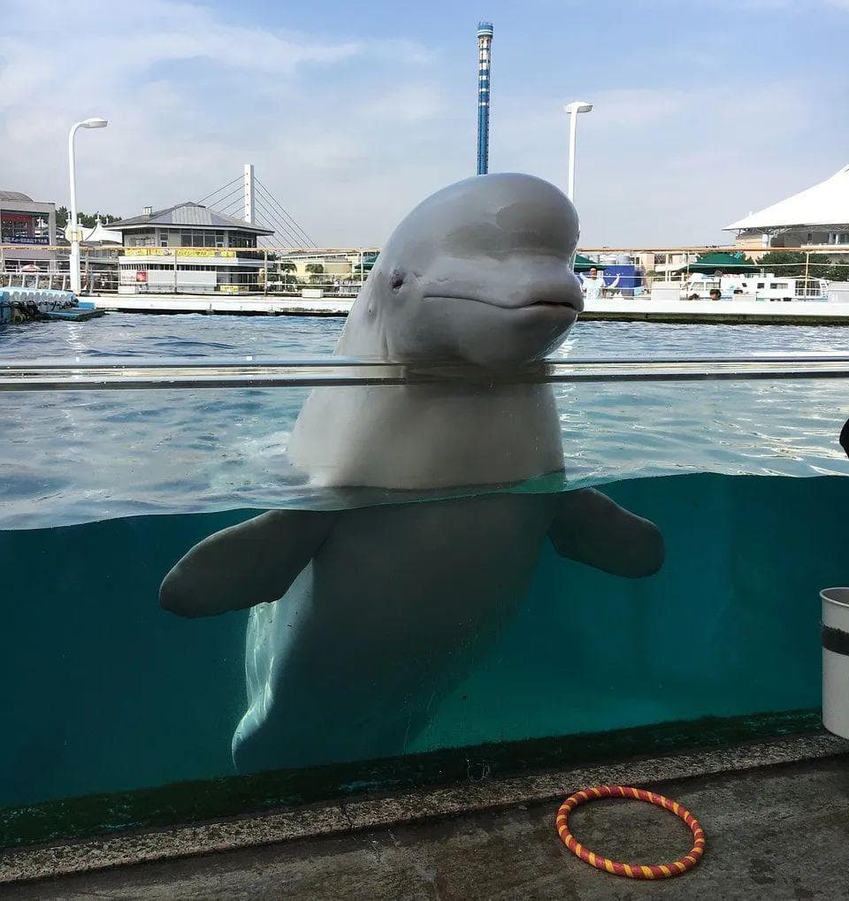 海洋馆白鲸尖叫引争议，聚焦圈养隐藏的真相