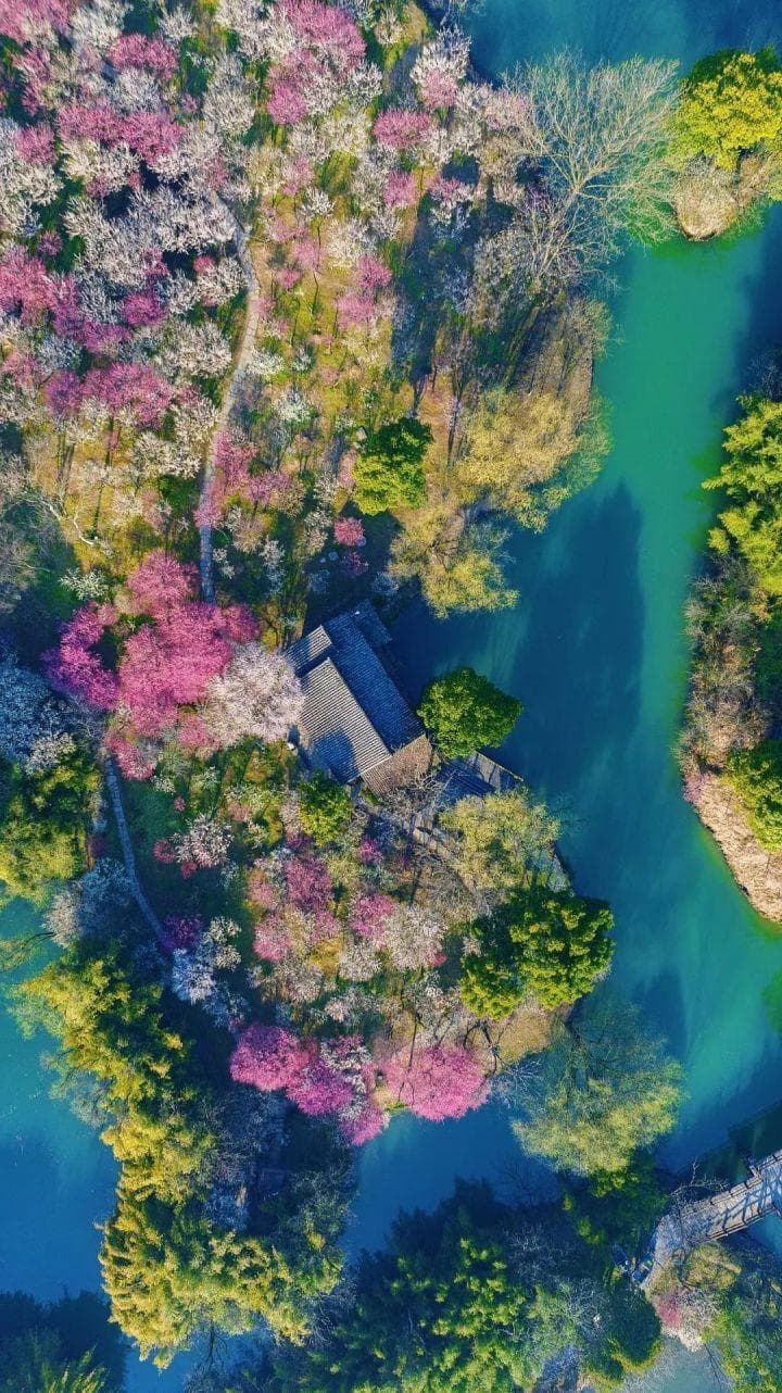又到梅花盛放时！来“浙”里赏遍人间“梅”景