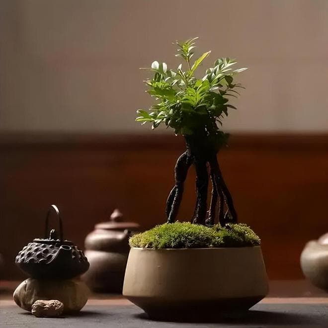 小叶紫檀盆景养护指南：细心呵护展现优雅魅力