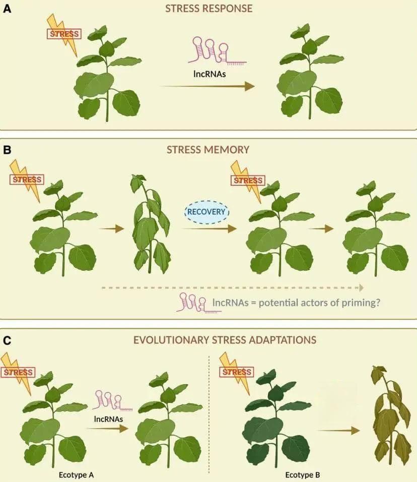 Plant Physiology | 植物胁迫响应和适应的关键因子