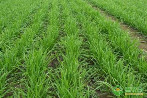 第一年种植的韭菜怎么过冬？