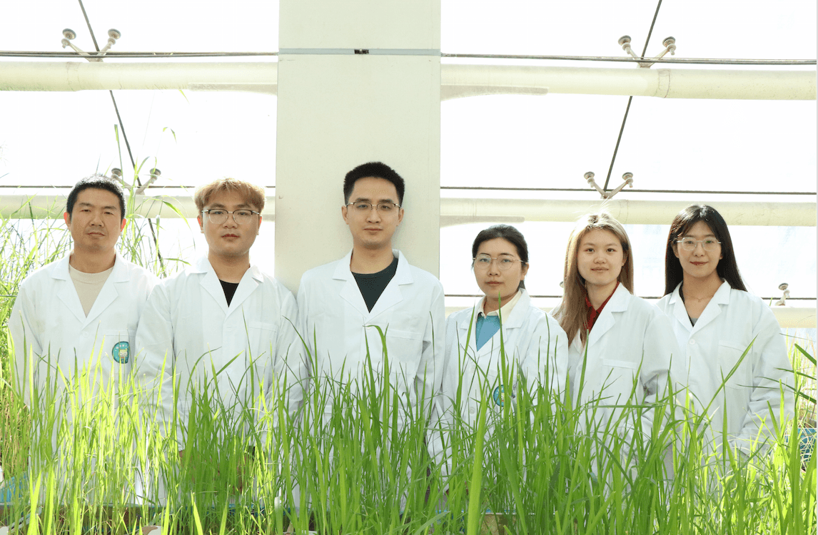 中国科学家“背靠背”在《科学》发表成果，助力农作物病害防控