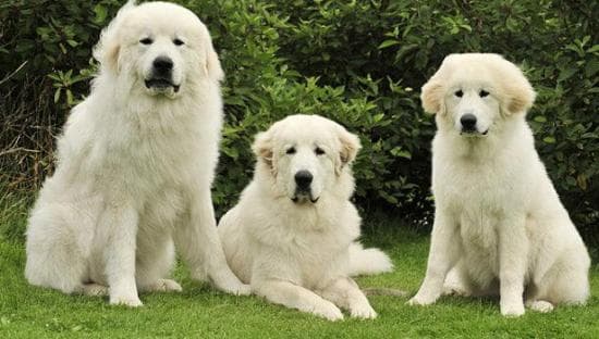 大白熊犬训练的四种基本方法