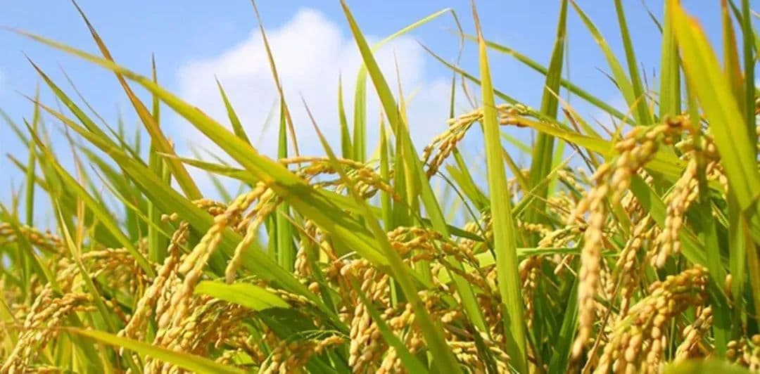 Science重磅：中国农科院周文彬团队发现单个基因可使水稻大幅增产