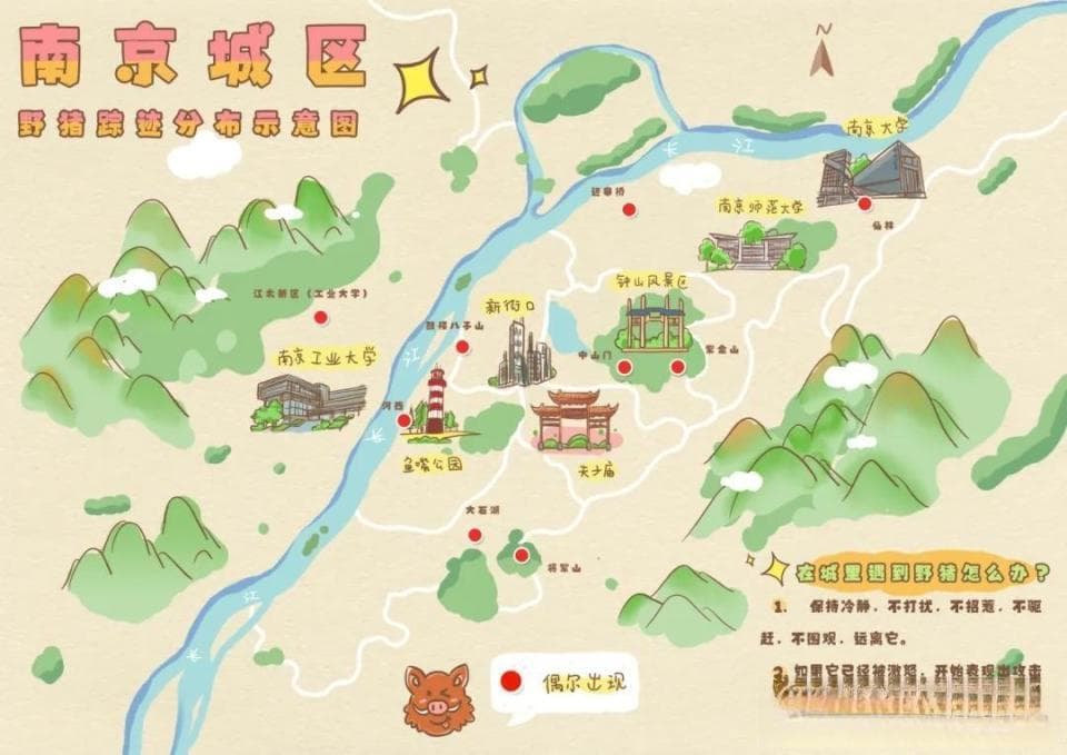 南京累计调控野猪356头！这份野猪地图和偶遇指南请查收
