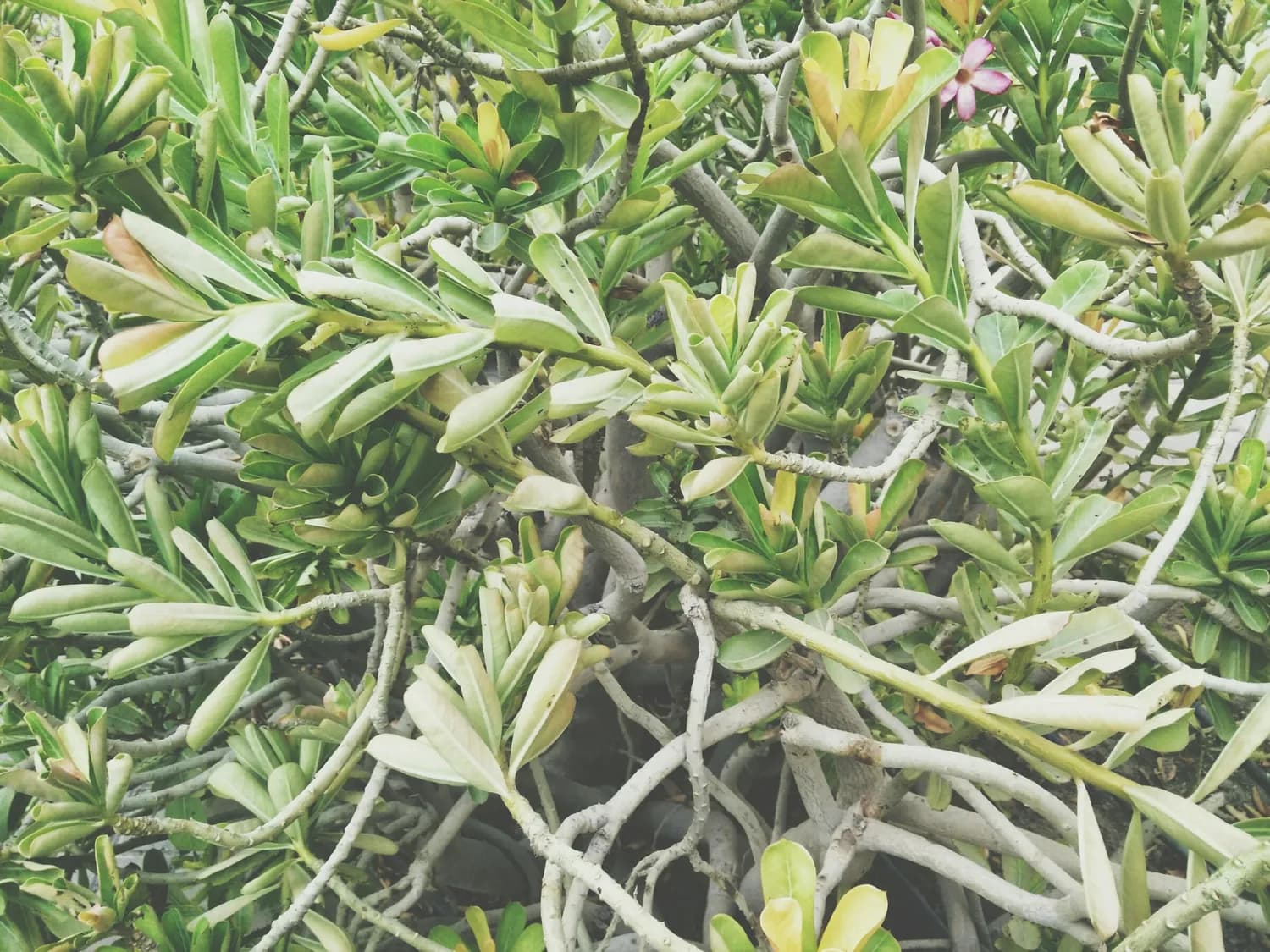 春季干燥？铁皮石斛三种食用方法帮你轻松应对