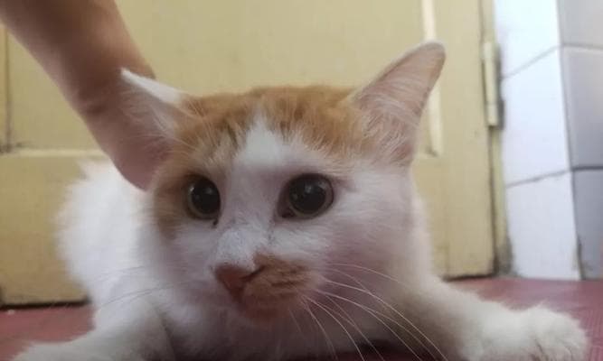 科学喂养猫咪的完整指南（从宠物的健康角度出发）