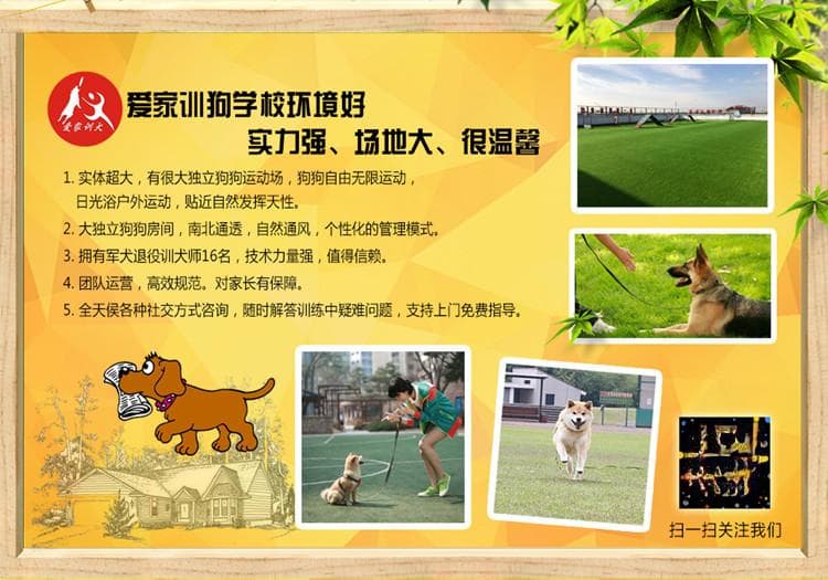 犬行为调整