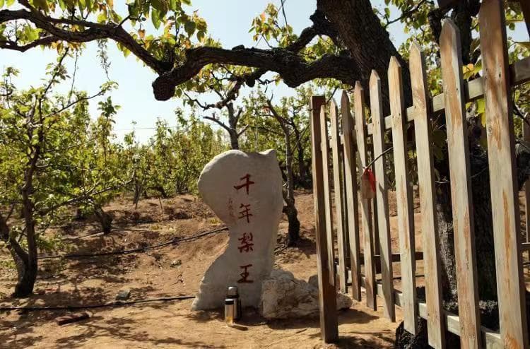 古树又逢春！来山东看古树，感受绿意浓浓的春天