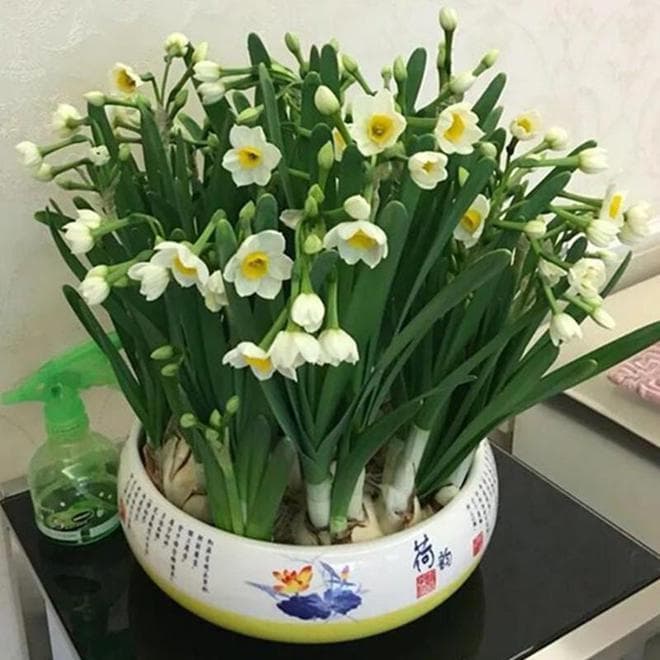 水培水仙花开完花还能养吗？
