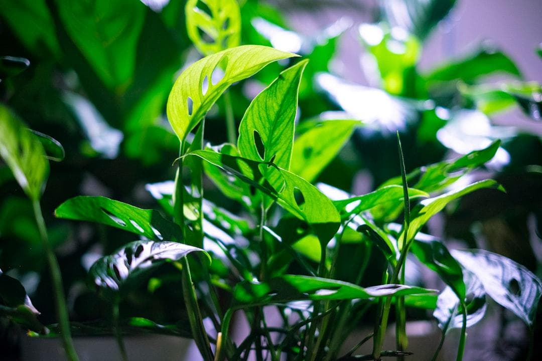 薄荷可以怎麼用？101種薄荷料理應用指南