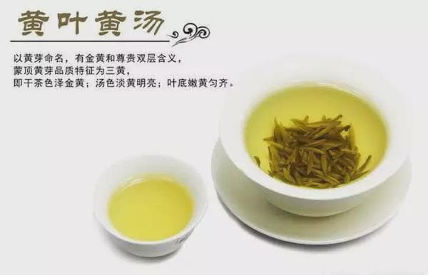 黄茶品种介绍