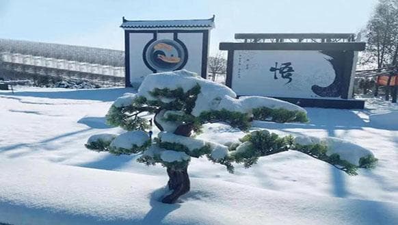 一文读懂葬礼花圈：选购要点与使用礼仪