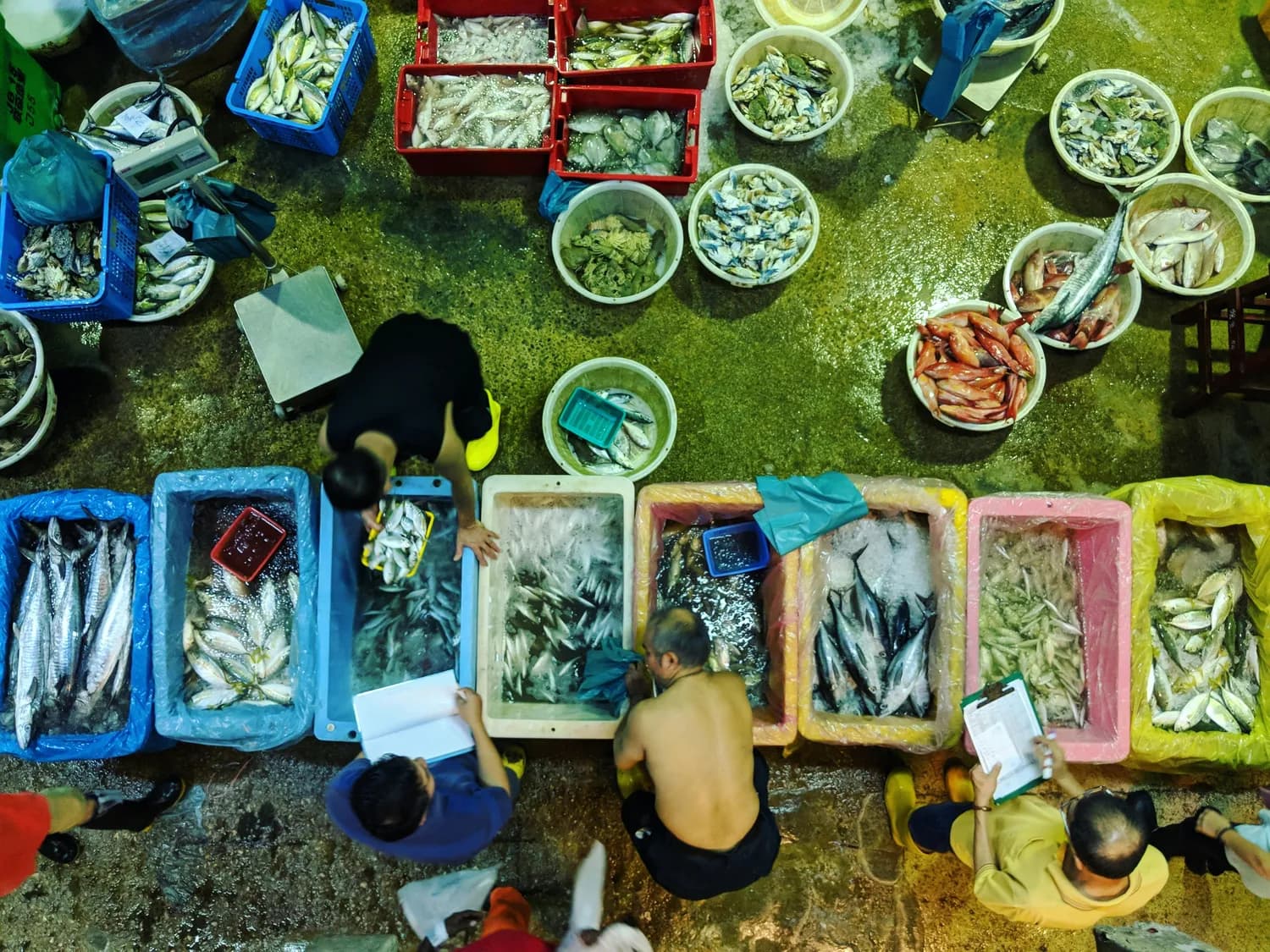 苏东坡点赞！湛江海鲜市场探秘