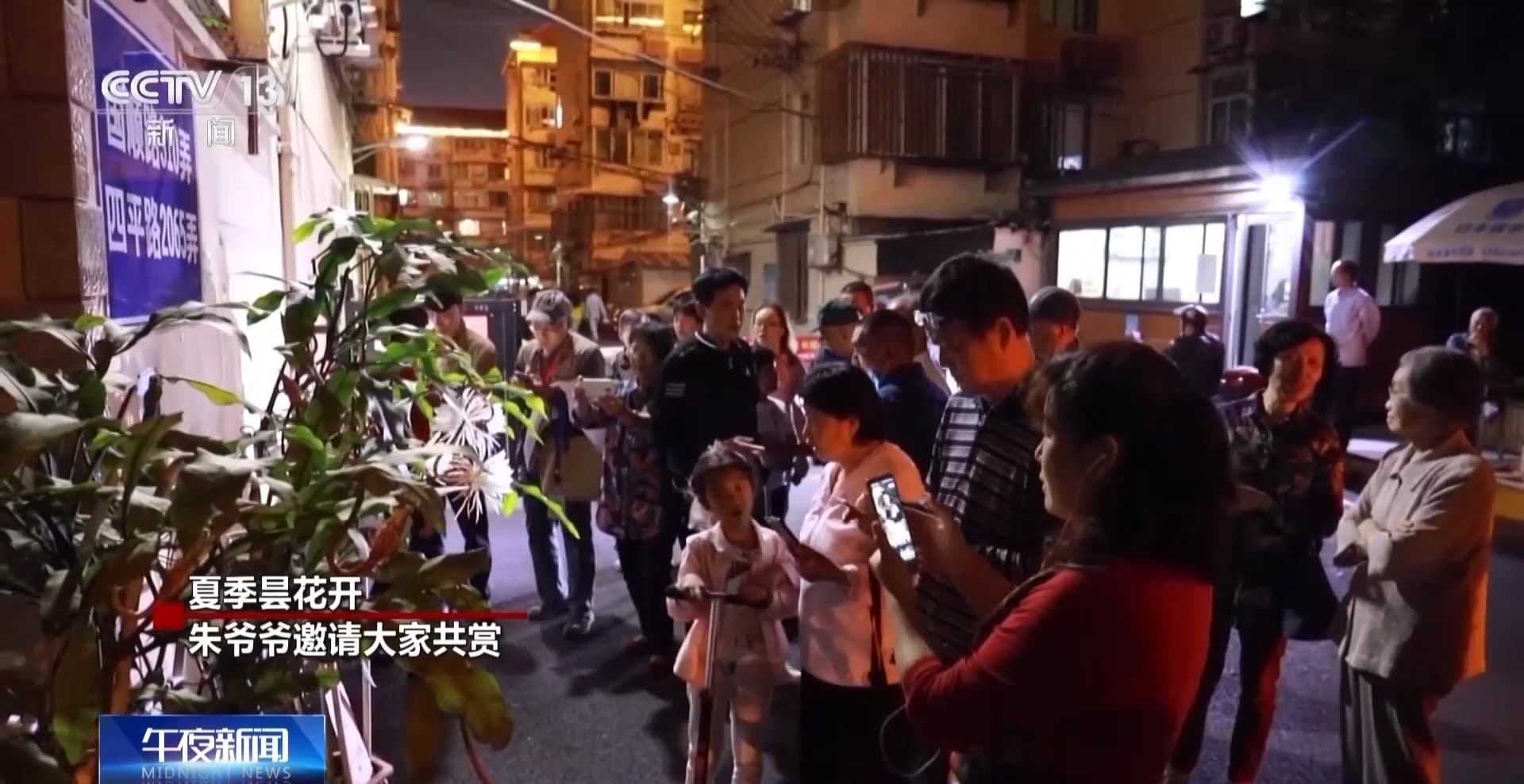 20多年的昙花之约温暖整个社区 网友：“种花爷爷”是懂浪漫的