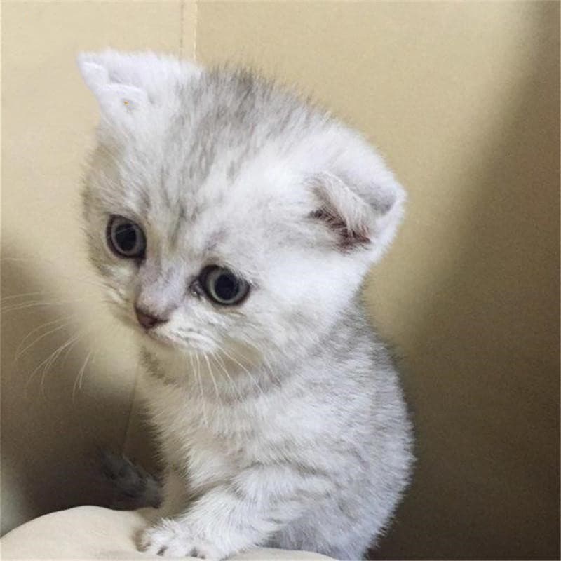 深圳金吉拉哪里有卖 正规猫舍出售