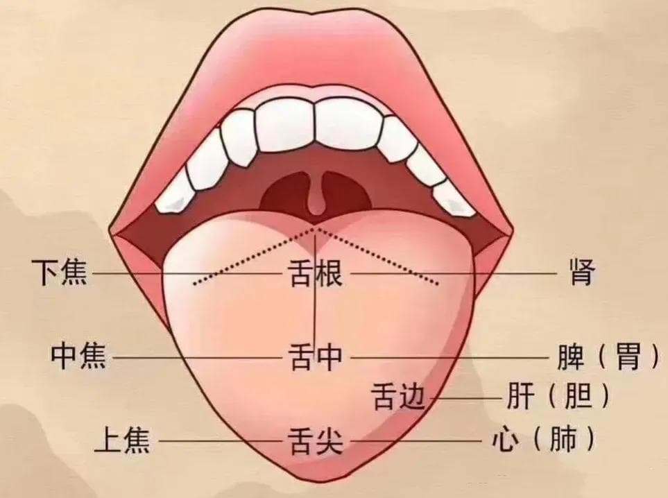 舌诊全解析：从舌色、舌形到舌苔，读懂身体健康的“晴雨表”