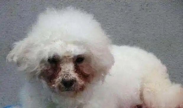 狗狗泪痕如何去除？六个关键点助你轻松应对