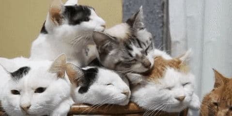 猫咪舔毛揭秘：宠物毛发健康指南