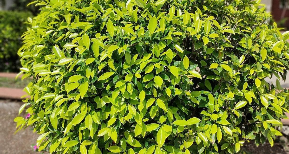 冬青多久浇一次水？如何正确养护冬青？