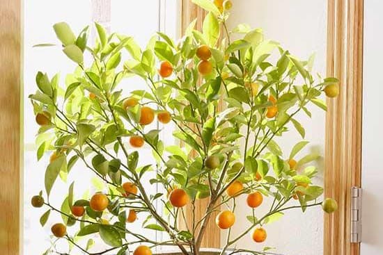 室内水果盆栽种植指南：从品种选择到日常养护