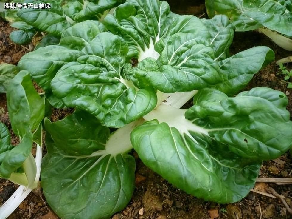 奶油快菜的种植方法和时间