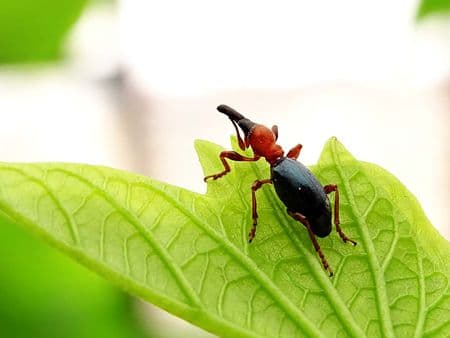 甘薯蚁象甲：形态特征、发生规律与防治方法