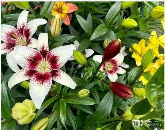 百合花几月份开花？什么适合种植合适？