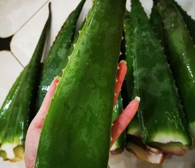 芦荟不止是盆栽：食用、药用到化妆品，价值超乎想象
