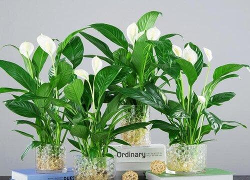 水培花怎么养才能更旺盛？水质、容器、温度一样不能少