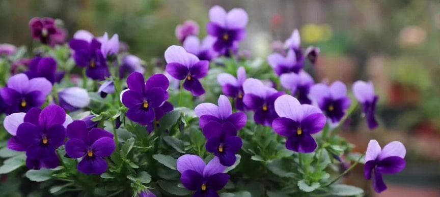 代表狮子座的花是什么？狮子座的花卉象征有哪些？