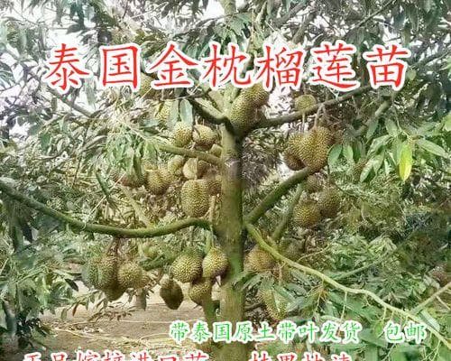 探究榴莲树几年结果实的秘密（了解榴莲生长周期及影响果实结果的因素）