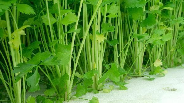 芹菜汁和什么一起榨汁比较好喝
