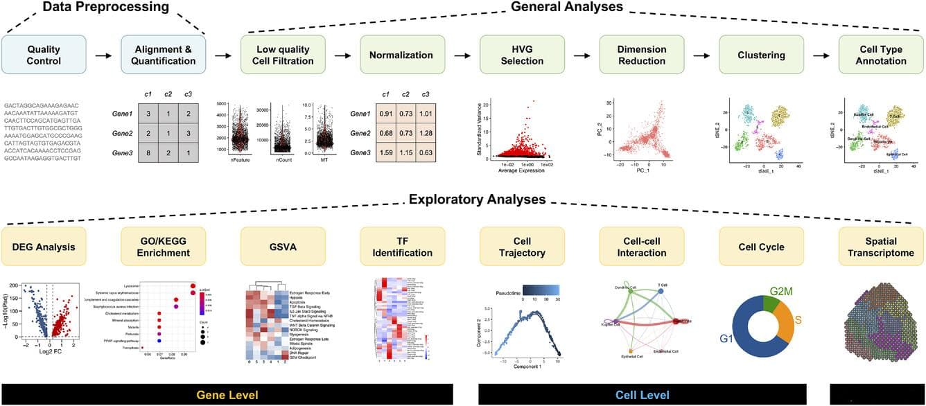 单细胞RNA测序（scRNA-seq）工作流程入门