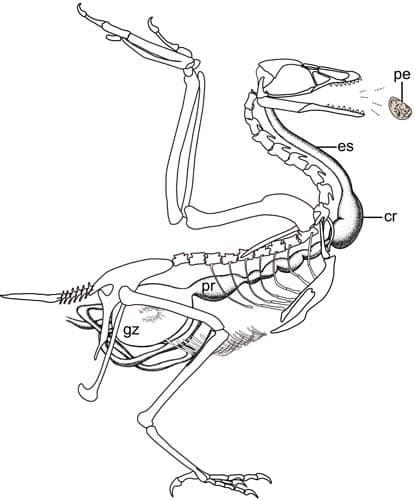 《当代生物学》：最古老的鸟类食团揭示早期鸟类的消化系统