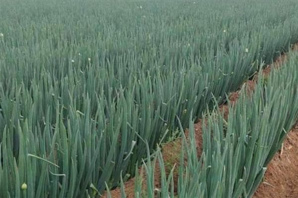 白露过后适合种植什么蔬菜，适合种大葱、洋葱、油菜等