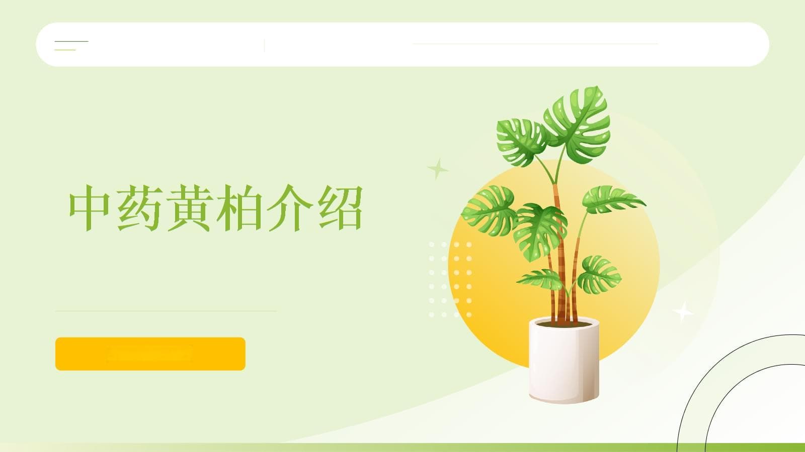 中药黄柏：从传统到现代的全面解析