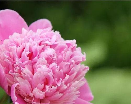 芍药花花语和象征意义是什么？芍药花的寓意是什么？