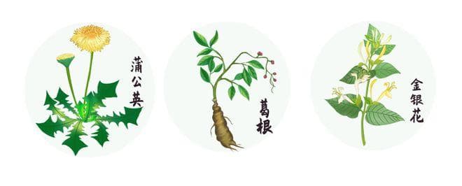 中药材知识科普：中药鉴别歌诀