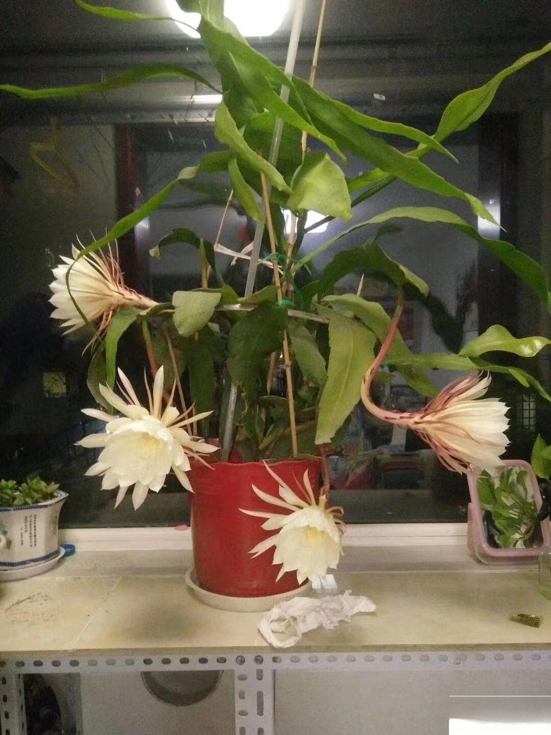 昙花的培育方法