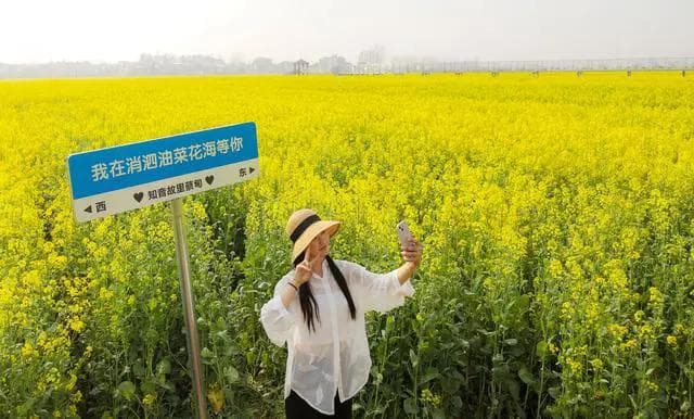 本周六开园！武汉万亩油菜花海来了