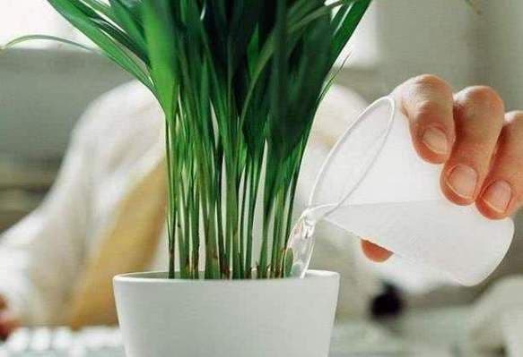 怎样发酵淘米水浇花？如何利用淘米水养花