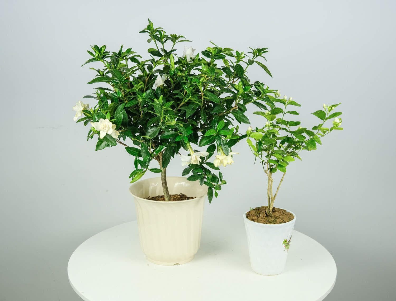 栀子花的花语：喜悦、坚强与永恒的爱