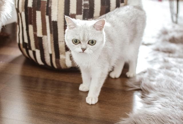 猫吐毛怎么办？兽医教你如何应对！
